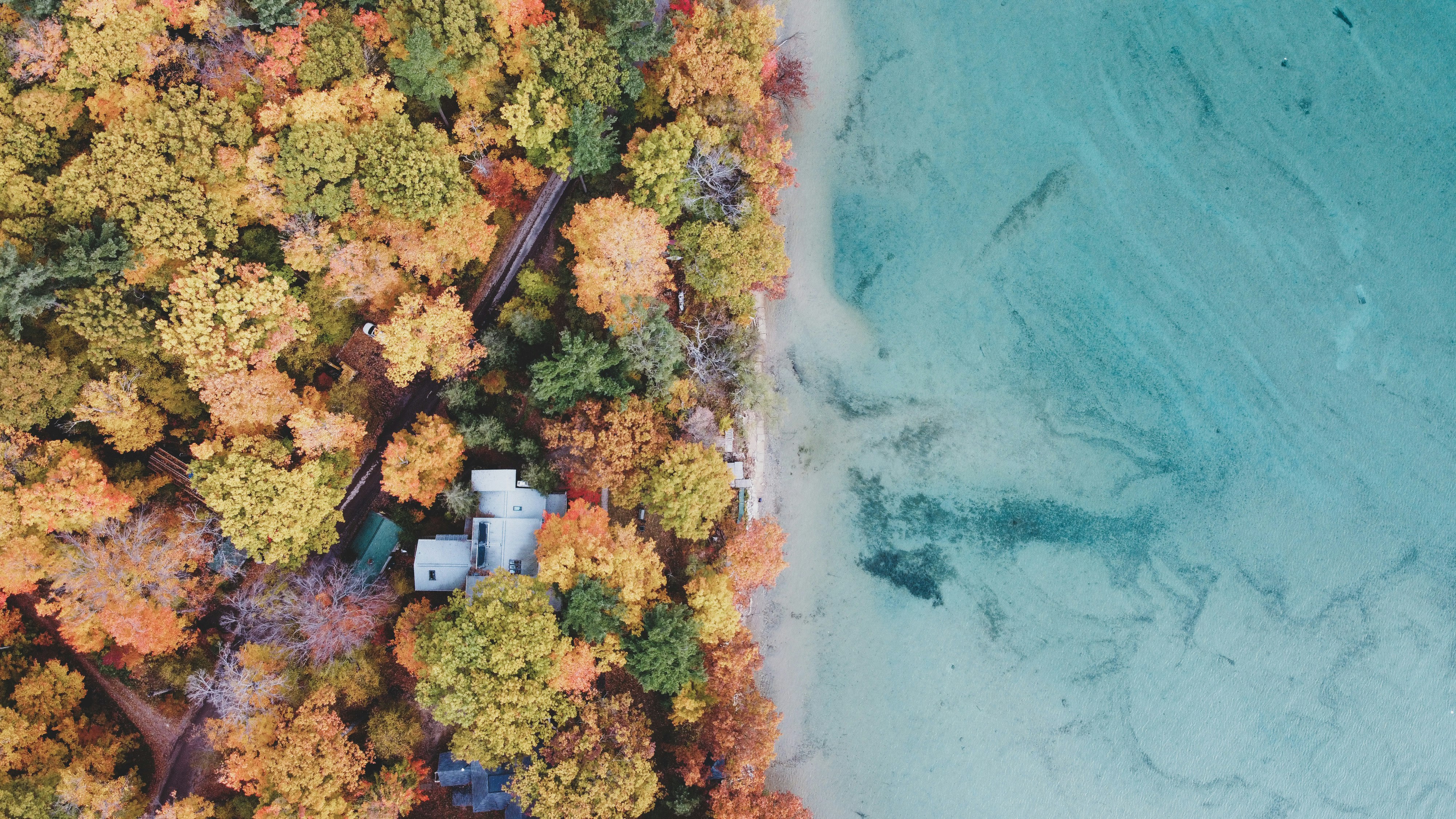 green and yellow trees near body of water